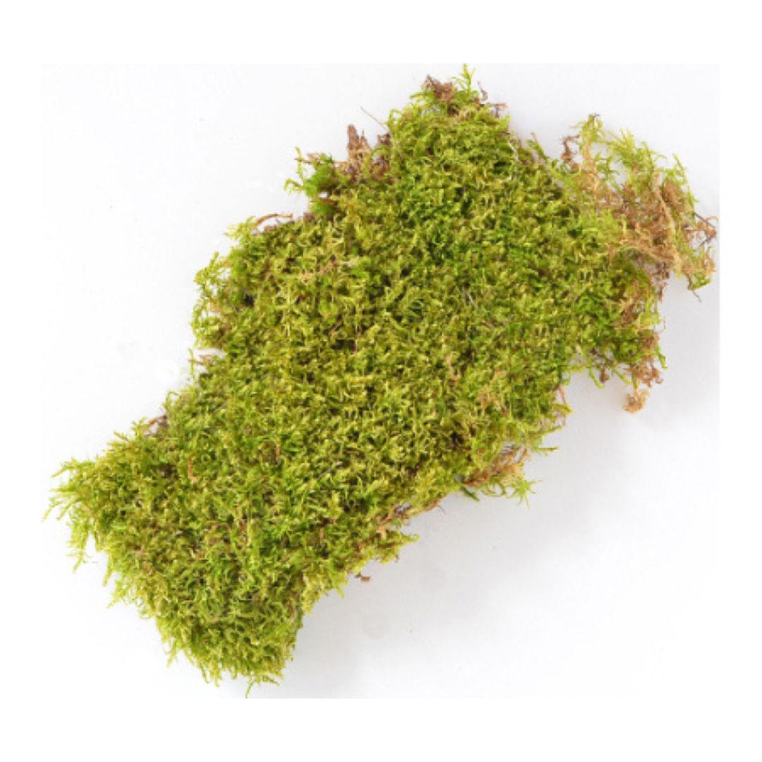 ” Sheet Moss – Mosser Lee – Natural Green – 325 sq ft”
